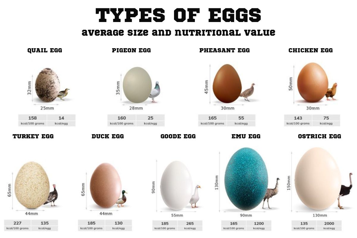 Various types of eggs